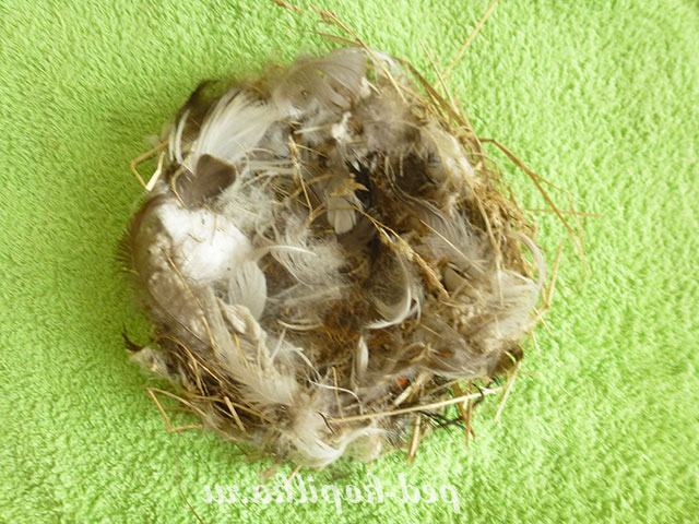 Торцювання на пластиліні. Майстер-клас