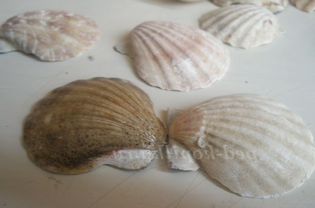 Вітрильник з черепашок. Майстер-клас