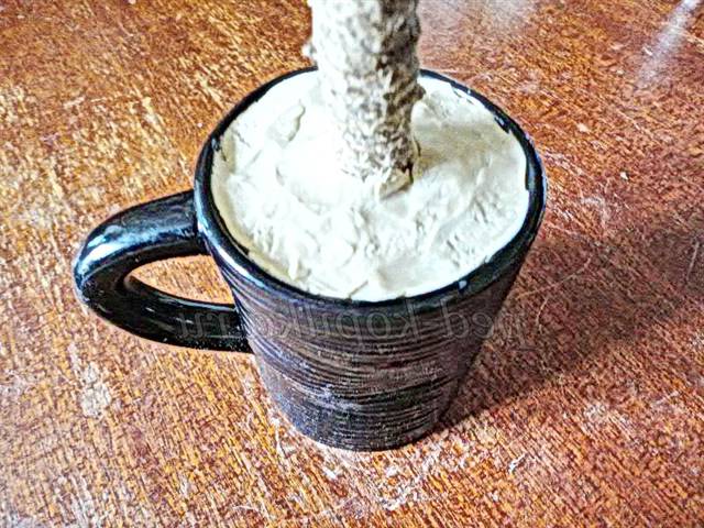 Кавовий топіарі. Майстер-клас Кавовий топіарі. Майстер-клас