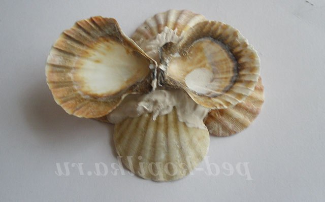 Вітрильник з черепашок. Майстер-клас