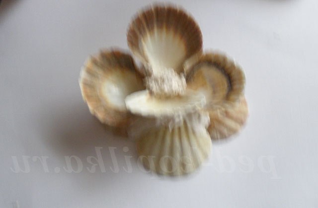 Вітрильник з черепашок. Майстер-клас