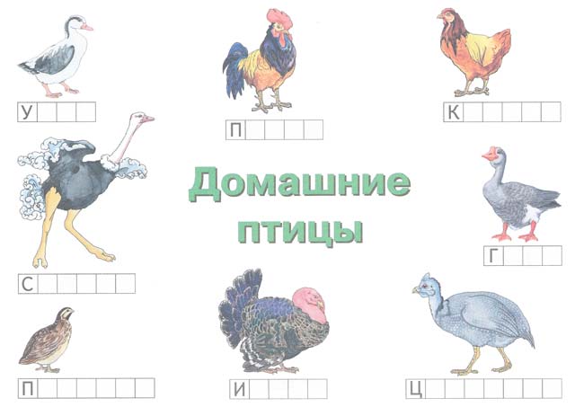 домашні птахи