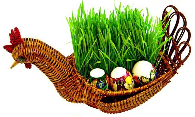 курочка з паростками пшениці і крашанки
