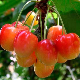 Черешня сорт Наполеон