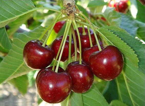 Черешня. Сорт Ламберт