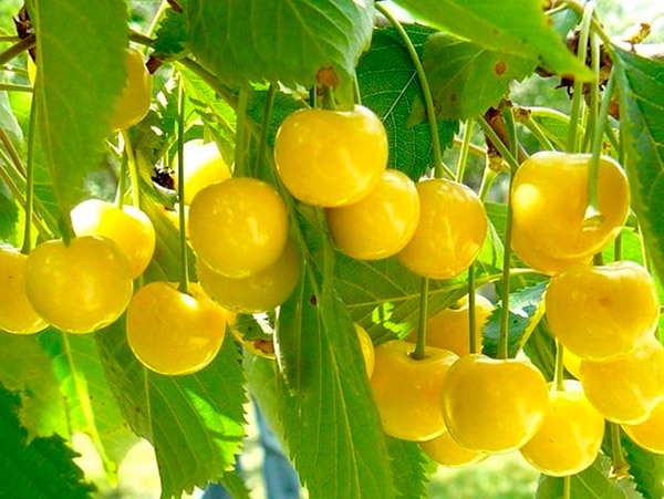 Черешня Біла Бордо