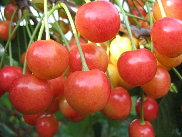 Черешня Брянська рожева