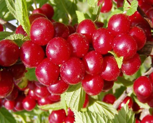 Повстяна вишня