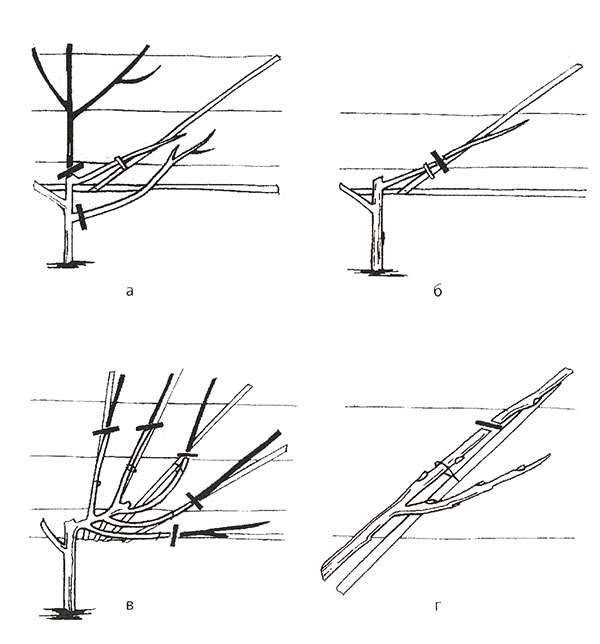 весняна обрізка черешні