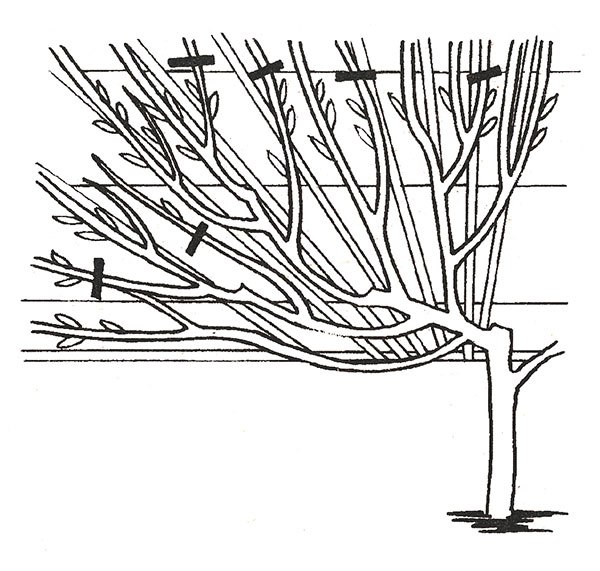 літня обрізка черешні