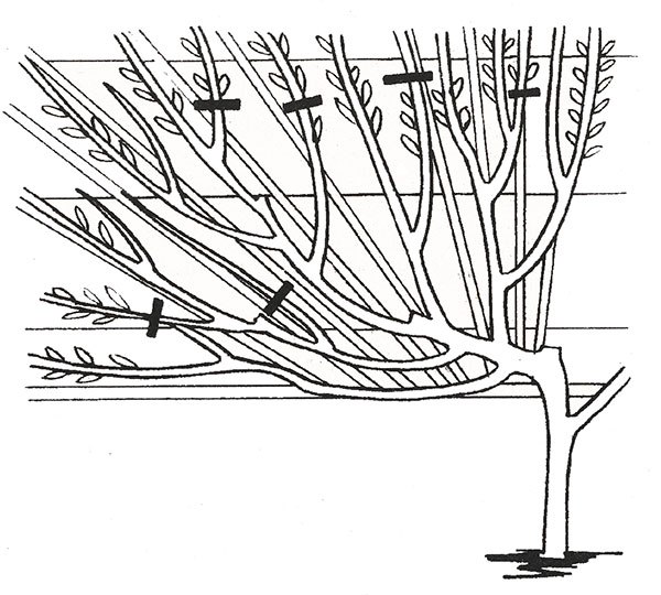 осіння обрізка черешні