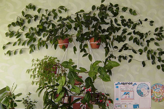 куточок природи