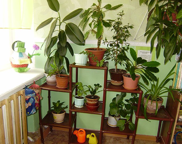 куточок природи