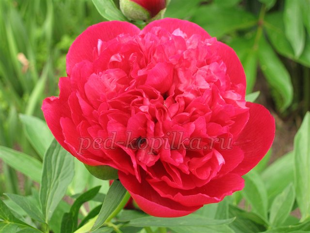 Півонії. Вироби до свята День матері Півонії. Вироби до свята День матері