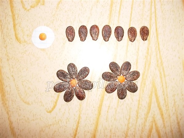 Осінні вироби з природних матеріалів своїми руками для школярів 3-4 класу