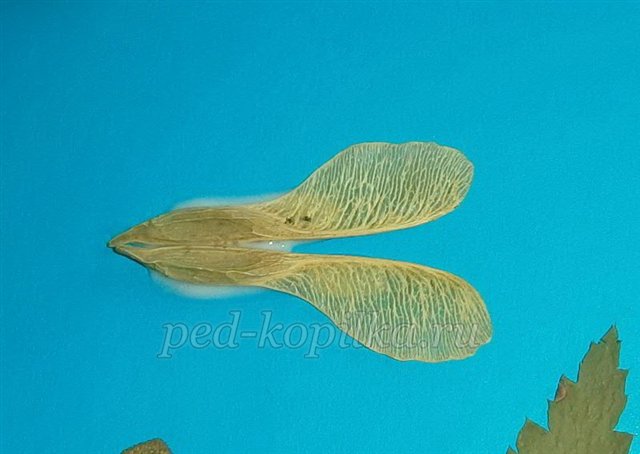 Аплікація з осіннього листя. Акваріум Аплікація з осіннього листя. Акваріум