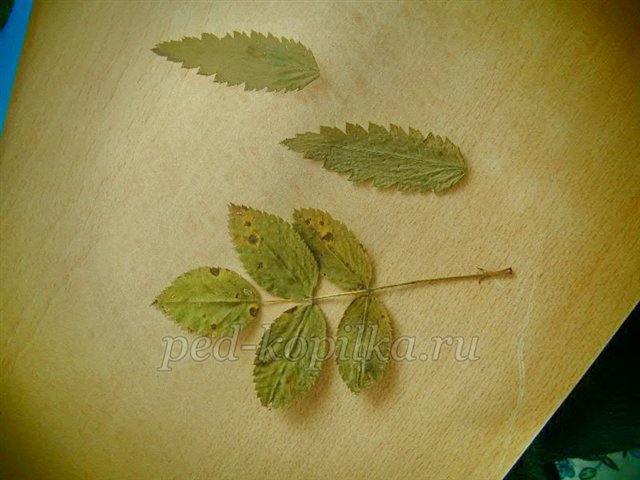 Аплікація з осіннього листя. Акваріум Аплікація з осіннього листя. Акваріум