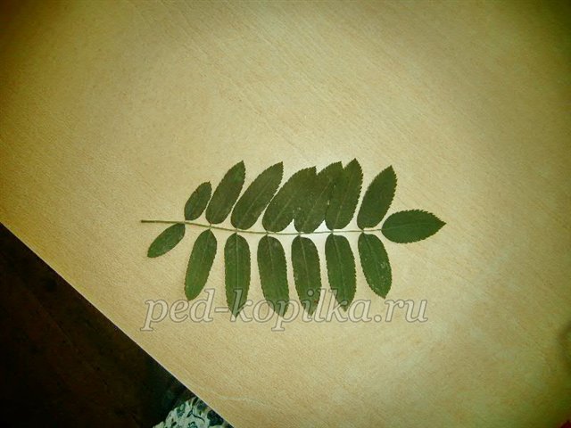 Соняшник. Аплікація з сухого листя Соняшник. Аплікація з сухого листя