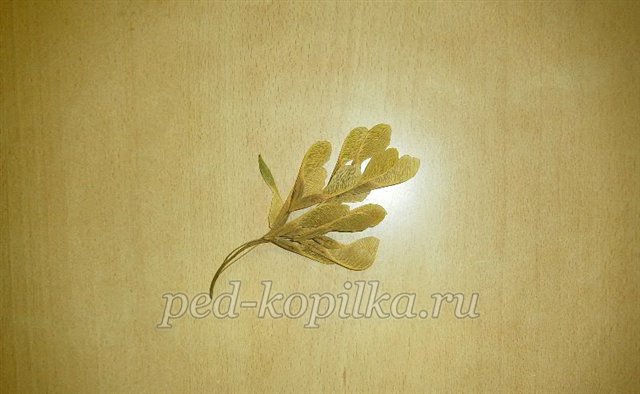 Соняшник. Аплікація з сухого листя Соняшник. Аплікація з сухого листя