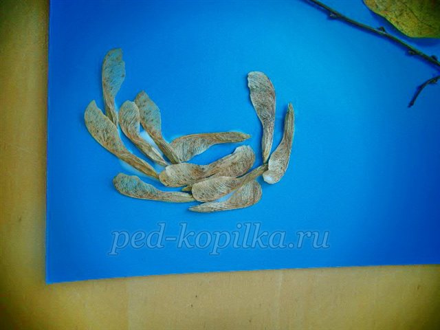 Майстер-клас із рукоділля «Аплікація з сухого листя. Пташка» Майстер-клас із рукоділля «Аплікація з сухого листя. Пташка»