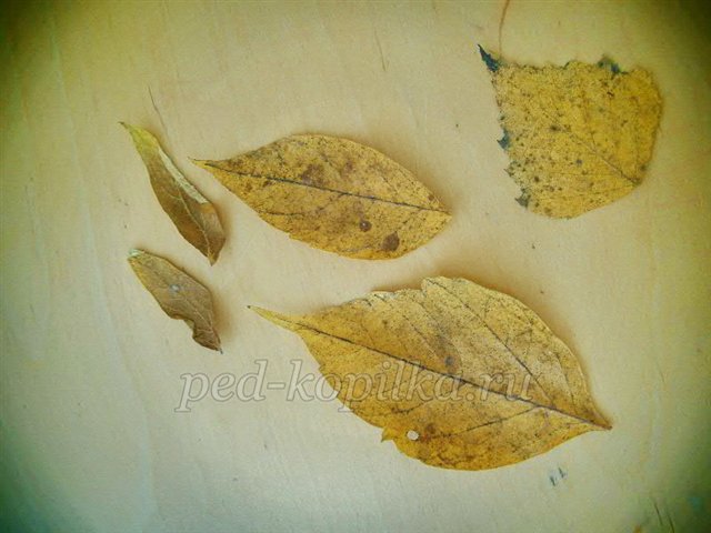 Майстер-клас із рукоділля «Аплікація з сухого листя. Пташка» Майстер-клас із рукоділля «Аплікація з сухого листя. Пташка»