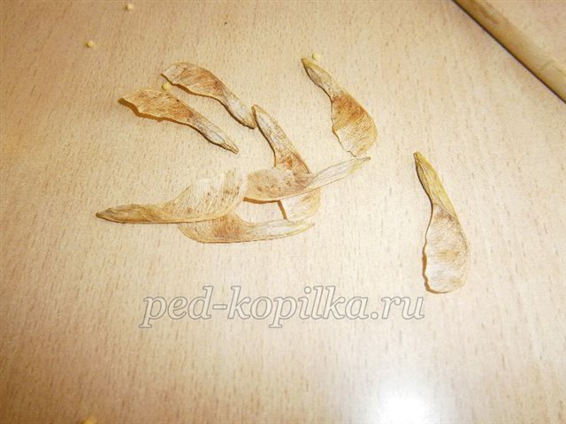 Аплікація з природних матеріалів на тему Осінь Аплікація з природних матеріалів на тему Осінь