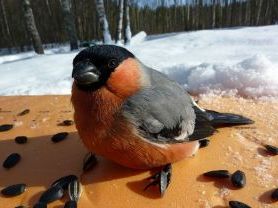 Снігурі своїми руками