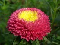 Квіти з паперу своїми руками. Астра