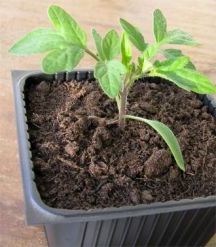 Догляд за розсадою помідорів, помідор