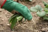 Прополка бур'янів на городі