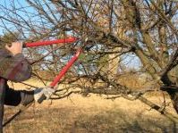 Коли обрізати яблуню