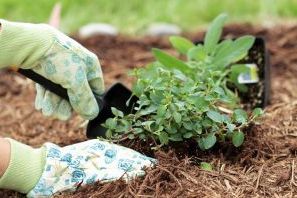 Органічне землеробство на дачі Органічне землеробство на дачі