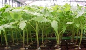 Як виростити розсаду помідор