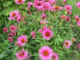 Прислів'я про рослинах