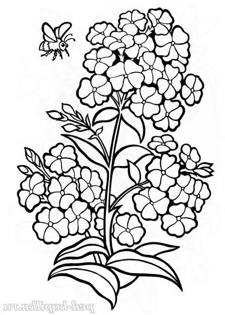 Флокси