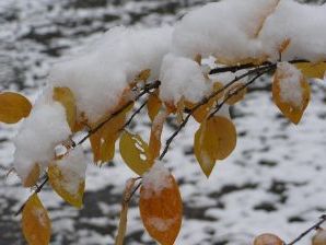 Вірші про зиму для учнів початкових класів