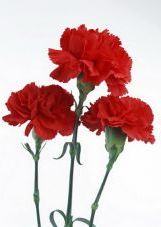 Сценарій заходу до 9 травня для старшокласників