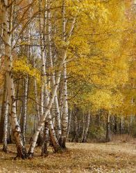 Загадки про дерева з відповідями