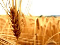 Загадки про сільське господарство з відповідями