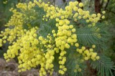 Загадки про квіти і рослини з відповідями Загадки про квіти і рослини з відповідями