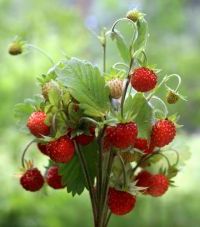 Загадки про ягоди з відповідями Загадки про ягоди з відповідями