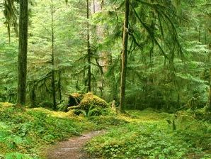 Лісові загадки