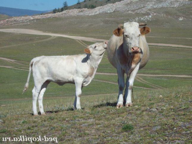 По диким степах Забайкалля