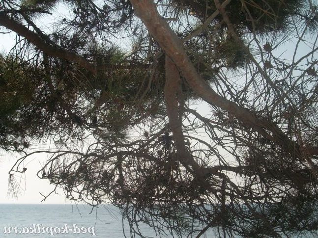 Сосна біля чорного моря