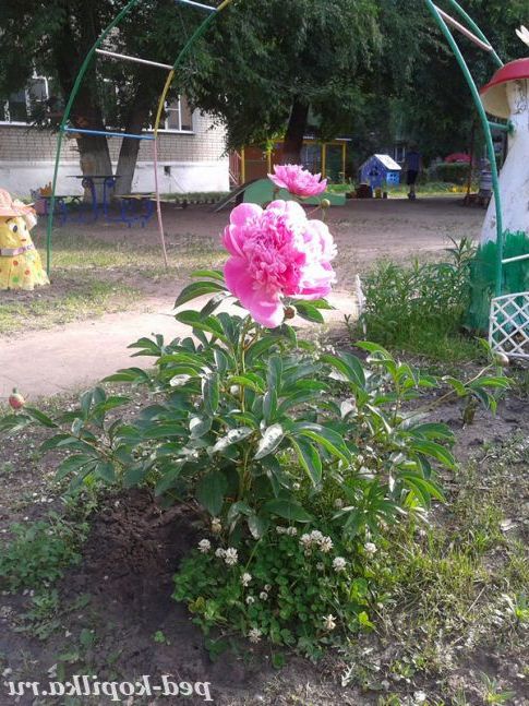 Півонія.