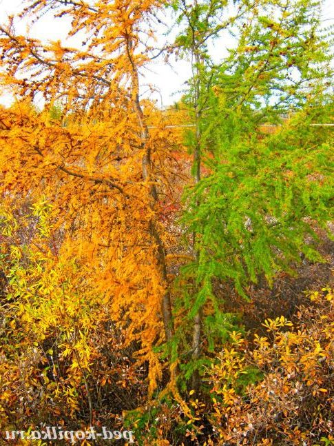 Дві сестрички