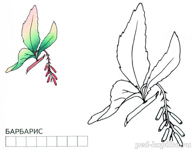 Барбарис