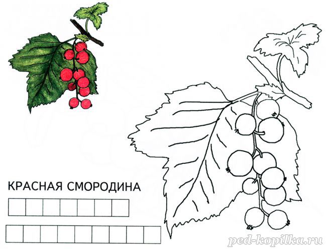 Червона смородина