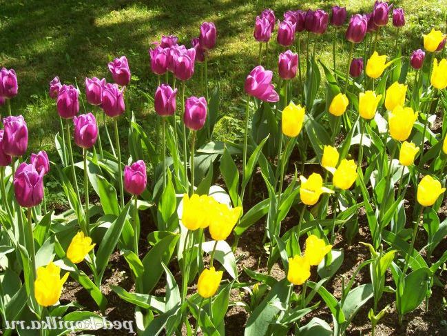 Весняний настрій