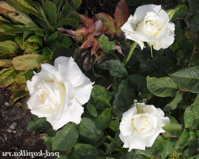 Три білих троянди